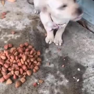 Look at this cute little dog eating kibble!