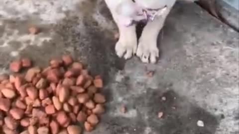 Look at this cute little dog eating kibble!