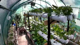 Greenhouse 2 Timelapse