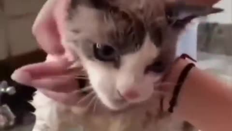 Watch These Disgruntled Cats Get the Most Unusual Beauty Treatment