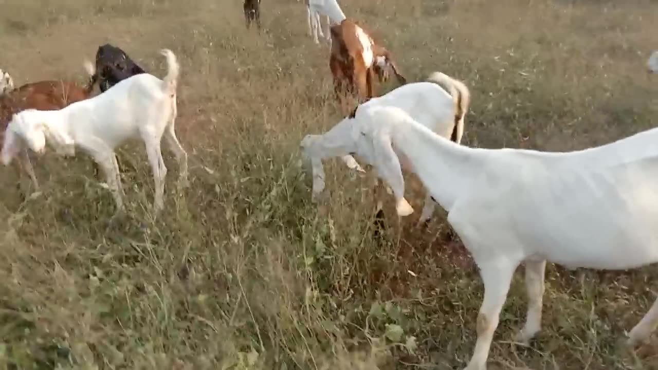 #goats