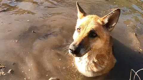 German Shepherd dogs Video best of one