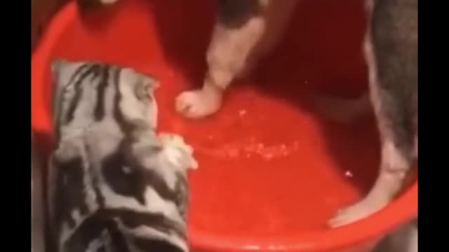 The bathwater was gone by the husky