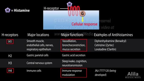 Histamine and Antihistamines ( antiallergy), Pharmacology, Animation