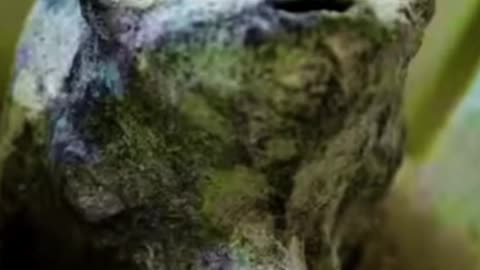 Mexico alien body. Real alien photo