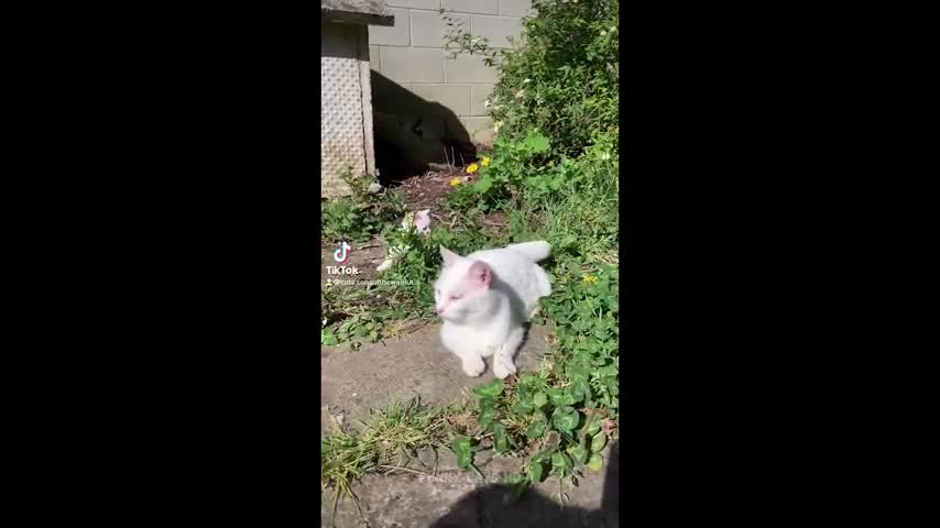 Funny cat 2
