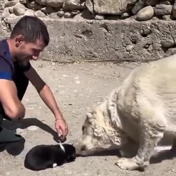 How smart can a dog be