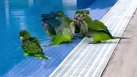 Favorite Friends/FUNNY PARROTS