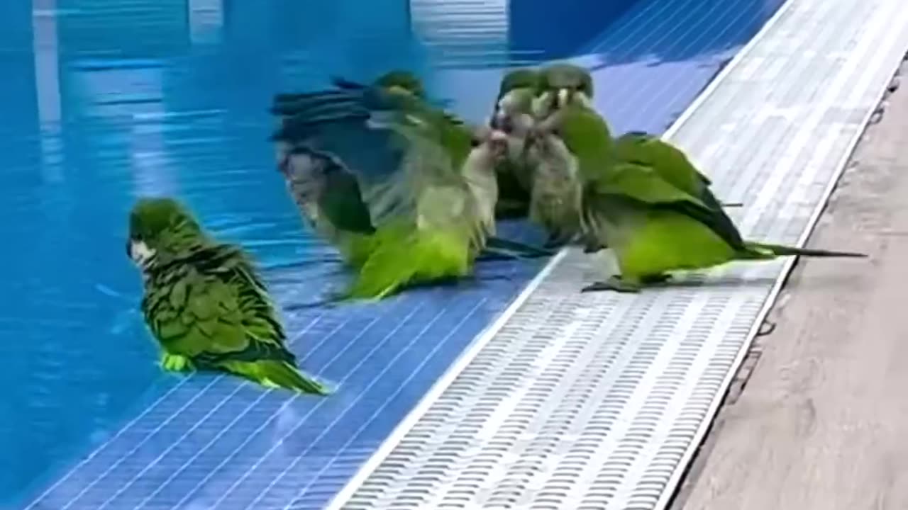 Favorite Friends/FUNNY PARROTS