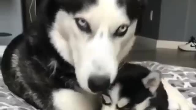 Dogs find company and learn to read people