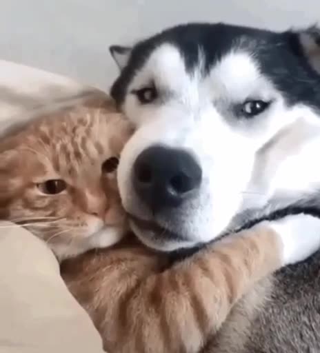 Snuggles and hugs 🤣