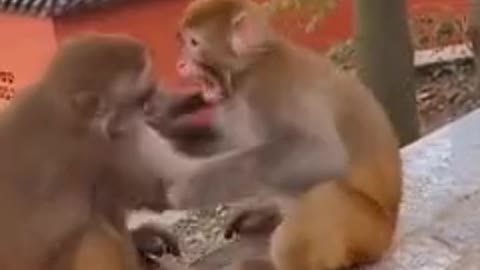 Kids Love Monkey Pet Lovely