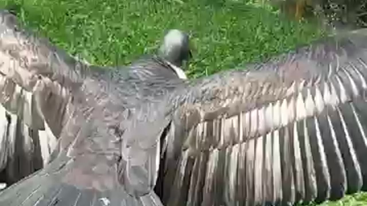 __great_majestic_condar