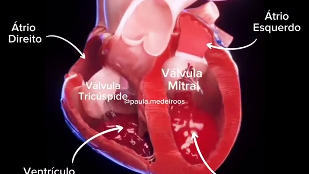 Heart.