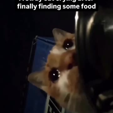 Kitty in tears to finally be able to have some food