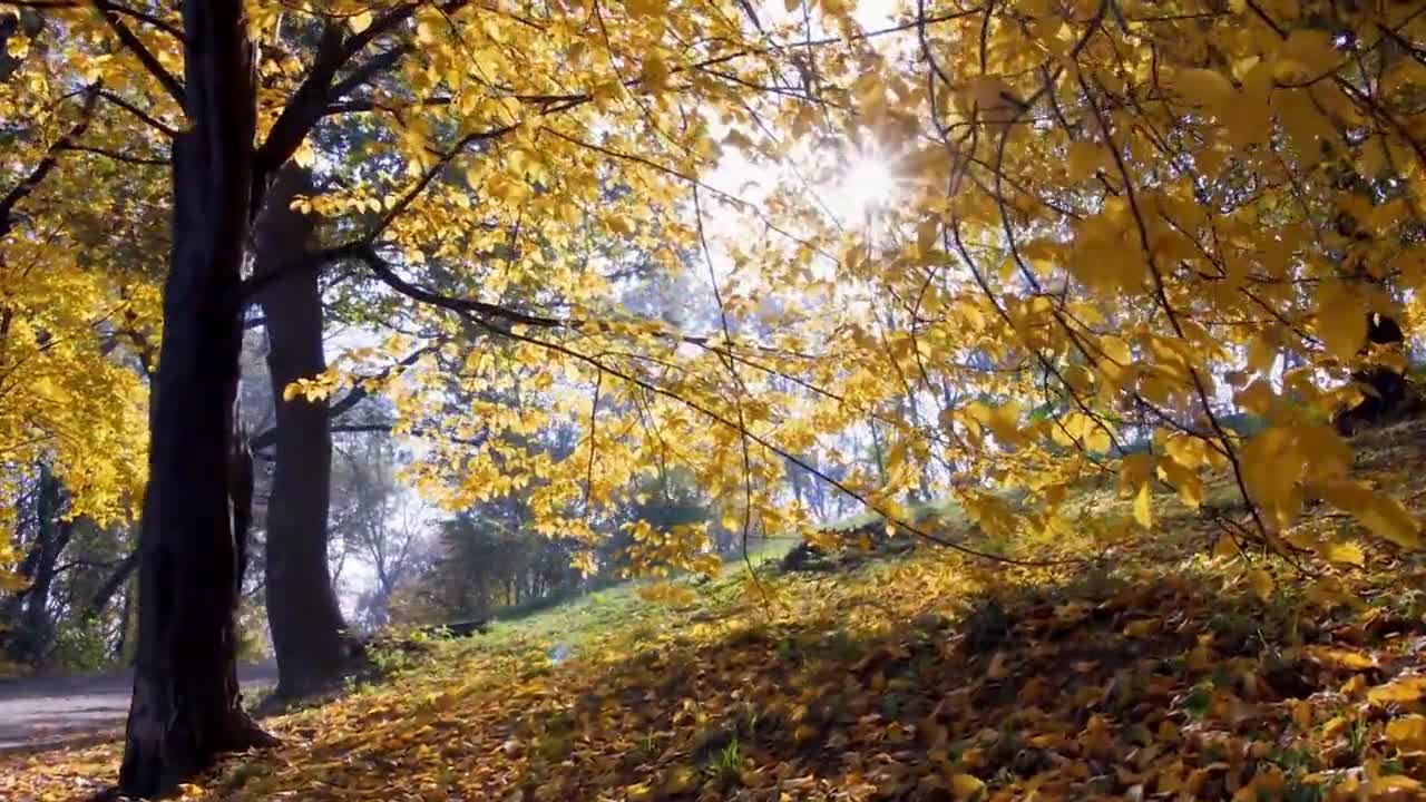 Enchanting Autumn Forests with Beautiful Piano Music