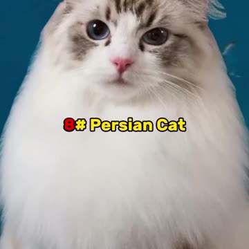 Most beautiful Cat breeds in the world |Funny animal videos| try not to laugh