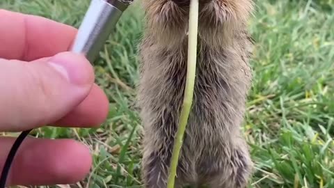 DOCTOR SAID FOR TUTU TO EAT MORE VEGGIES, STAY OFF OF U-TUBE!