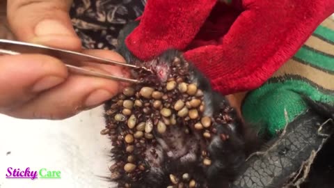 Removing all Ticks from the Dog!!!!!