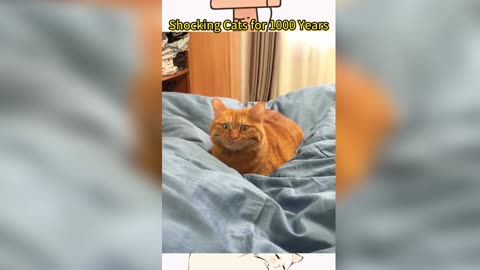 Cute cats 😍😍