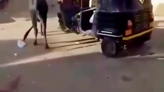 Cow attack on auto