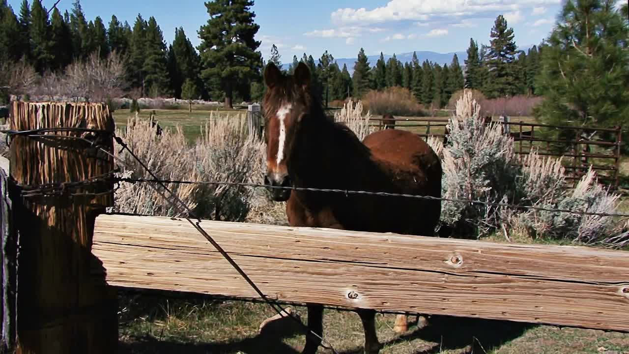 Horse Standing in Mountain Corral