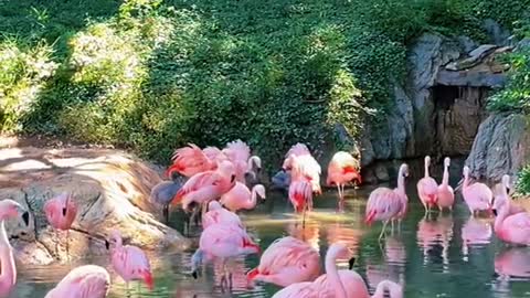 Pink FlamingosZoo Atlanta