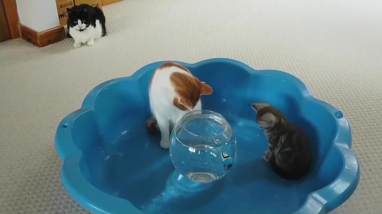 Kitten Reacts To Robo Fish