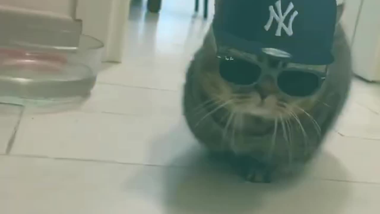 cute cat sport 13