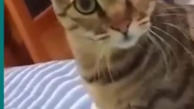 Cats and dogs fighting very funny. Try not to laugh