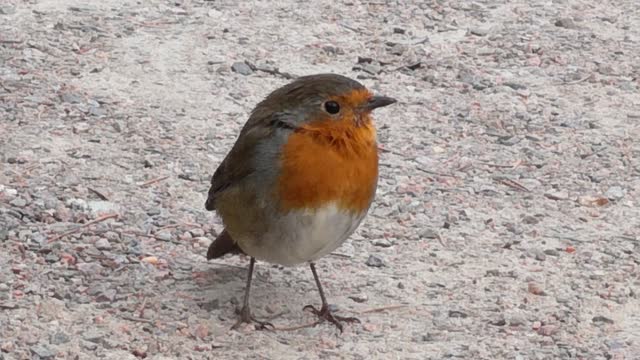 Watch the beauty of this wonderful cute bird