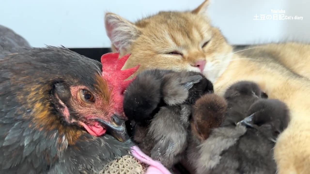 The hen watched in amazement as the kitten hugged the chick tightly to sleep. cute and funny animal