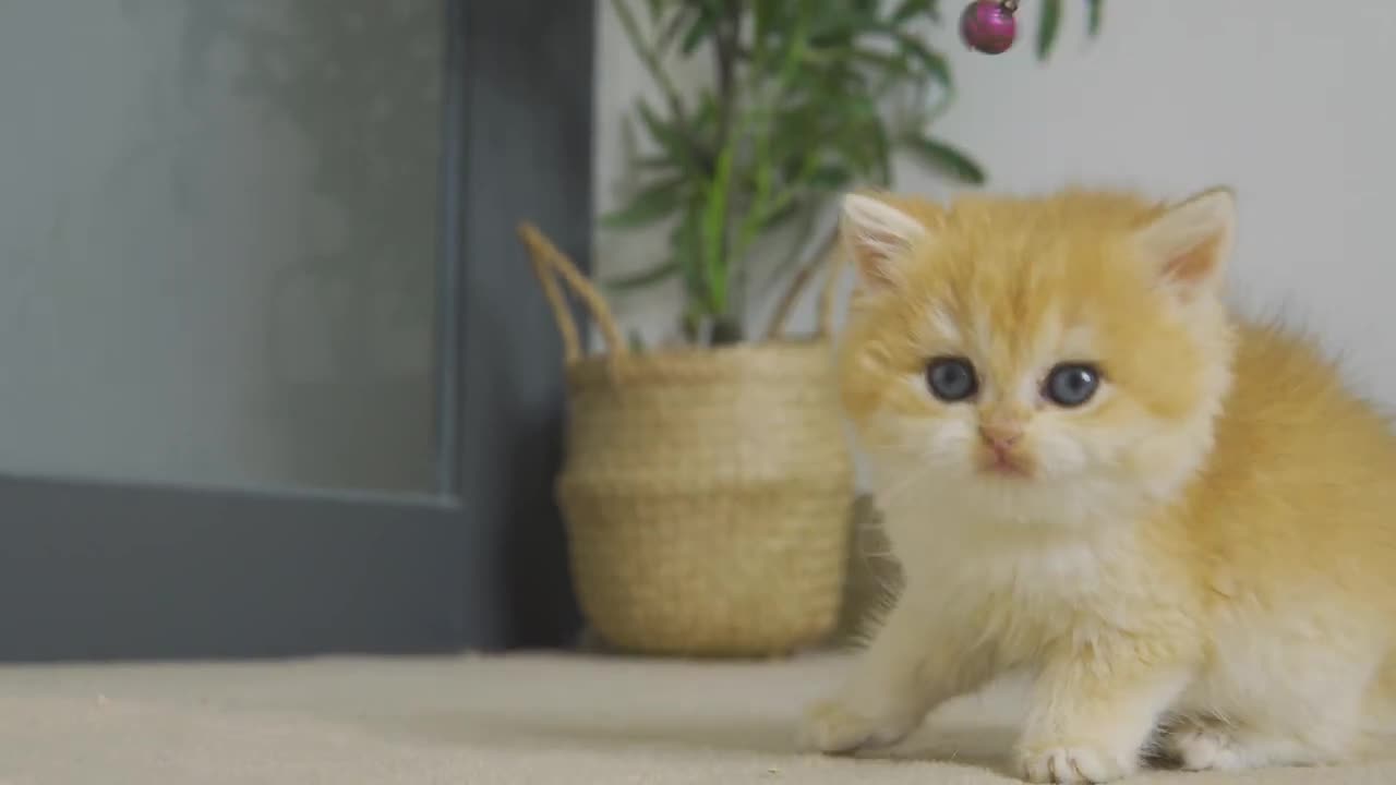 Kitten Pudding Wants To Give a Gift To Everyone