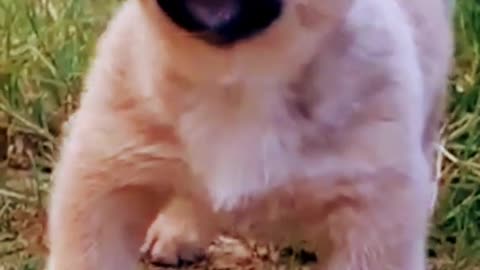 Dog funny video 🙂🙂