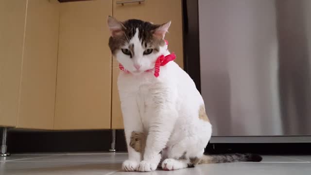 Adorable Cat Is Washing His Face After His Breakfast