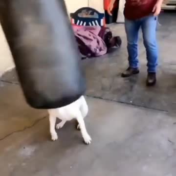 Ready to Fight Bite Kick Flip Fight the Good Fight Dog Training #viral