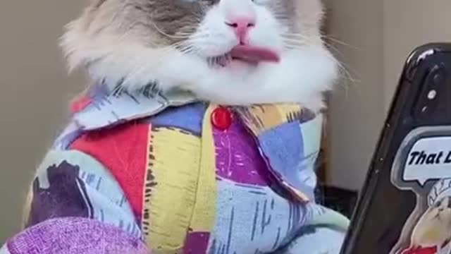 🐱🐱Baby Cats 🦊🦊Cute and Funny💯 Baby Cat Videos Compilation 😘