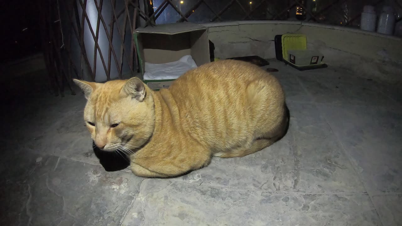 Homeless cat in Ras Al Khaimah, UAE: ED SHEERAN #cat #cats #EdSheeran #emirates #pet #ae #UAE #pets