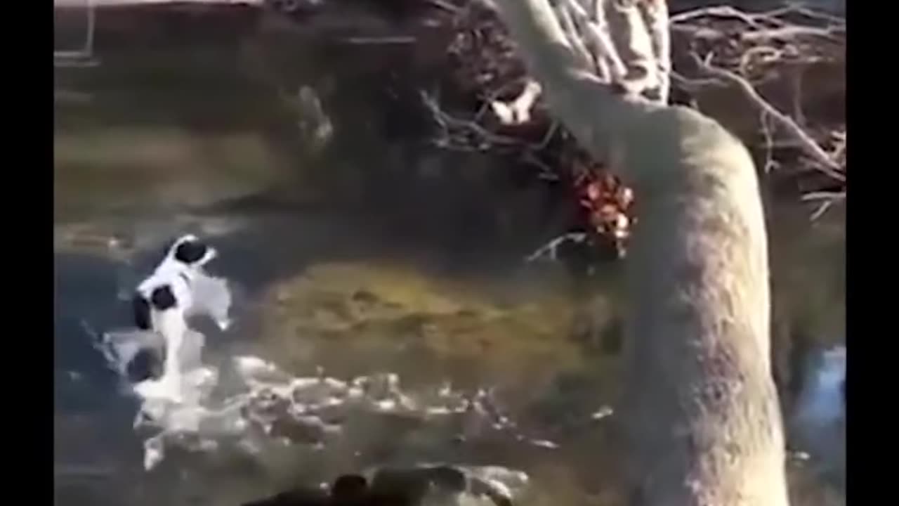 Fanny video
