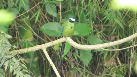 Nature Fauna Ave Barranquero Colombia