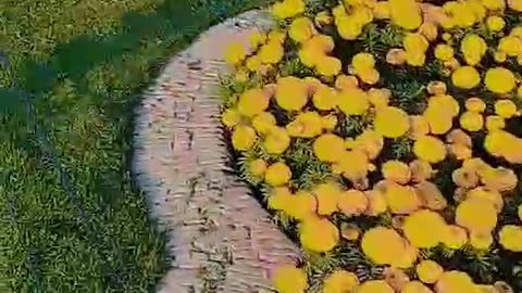 Shalimargarden lahore beautiful flower