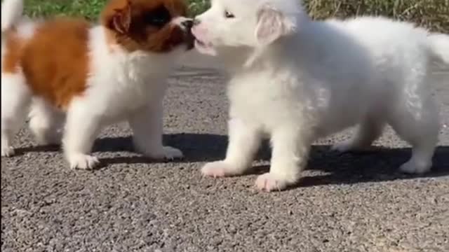 Cute puppies play sleep /funny video