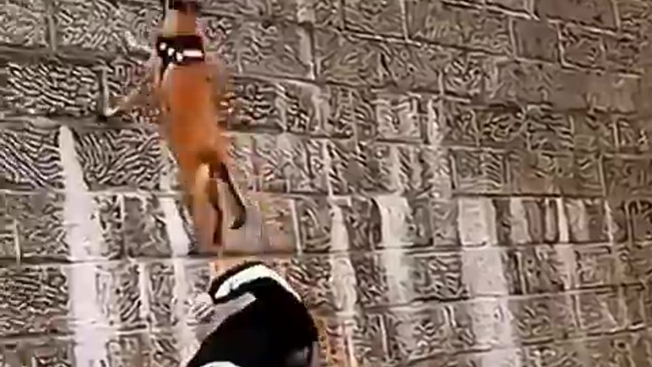 Non-Stop Laughs: Hilarious Animal Videos Compilation!