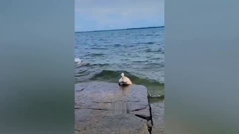 Funniest Animals 2023 Funny Dogs and Cats Videos