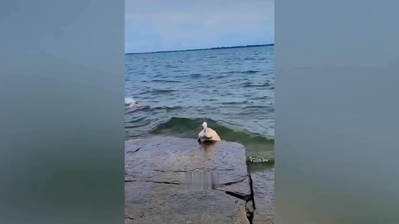Funniest Animals 2023 Funny Dogs and Cats Videos