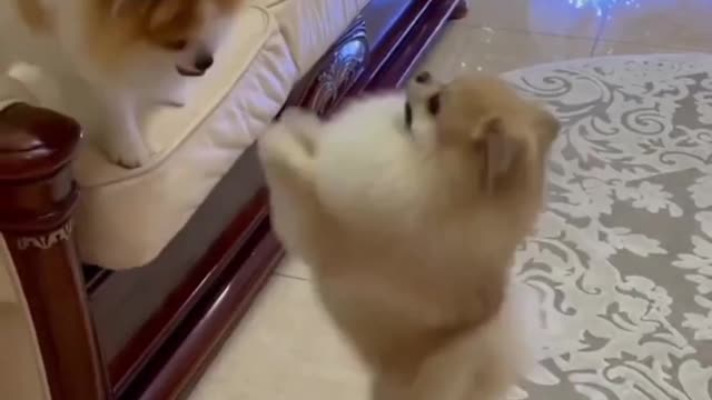 wow dogi ki masti#shortvideo #viralshort #viral #you #short #new😰😰😰