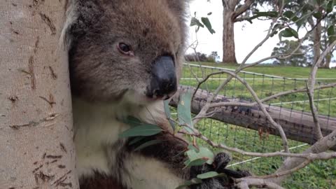 Koala Noms On Hand