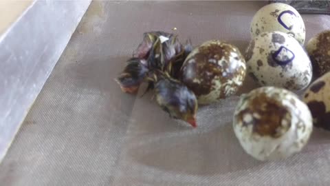 Magical Journey: Quail Eggs in Incubator Transform into Adorable Chicks! 🐣✨