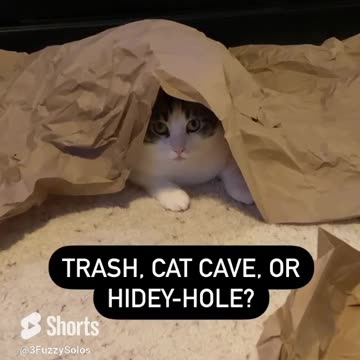 Trash, cat cave, or hidey-hole?