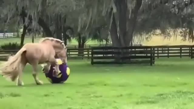 Horse Playing Football/ Handsome scorer player